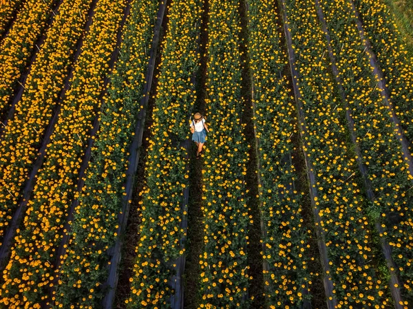 Widok z lotu ptaka kobiety na polu marigold. Wyspa Bali. — Zdjęcie stockowe