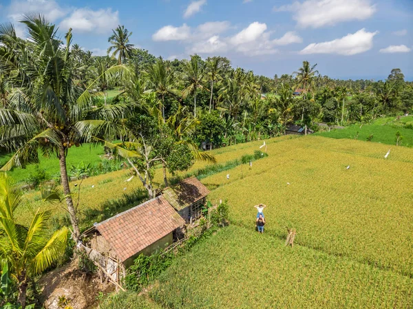 Pareja joven de hombre y mujer en un campo de arroz, concepto de vacaciones en Bali. Países Bajos . — Foto de Stock