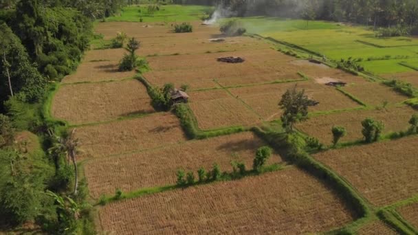 Zöld háttér. 4k repülő drone videó a rizs mező Bali szigetén. Zöld és sárga táj. Rizs gazdaság, a fű, a természet. — Stock videók