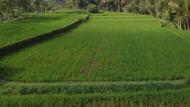 Green background. 4K flying drone video of rice field on Bali island. Green and yellow landscape. Rice farm, grass, nature. — Stock Video