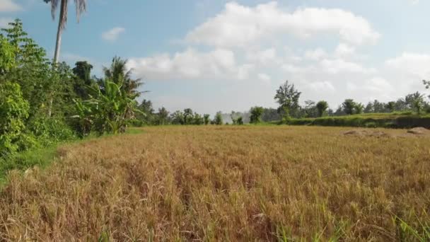 Fundo verde. 4K voando drone vídeo de campo de arroz na ilha de Bali. Paisagem verde e amarela Fazenda de arroz, grama, natureza . — Vídeo de Stock