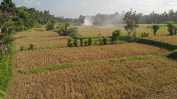 绿色背景。4 k 飞行无人机视频稻田在巴厘岛。绿色和黄色的景观。稻田, 草, 自然. — 图库视频影像