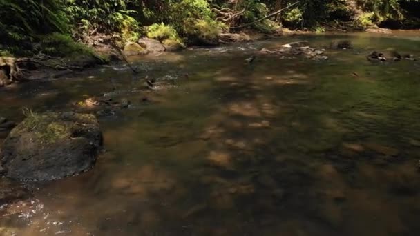 Vidéo de drone volant 4K au-dessus de la rivière de montagne dans la jungle de l'île de Bali, Indonésie. Voyager en Asie. Forêt tropicale profonde, eau courante, nature sauvage .