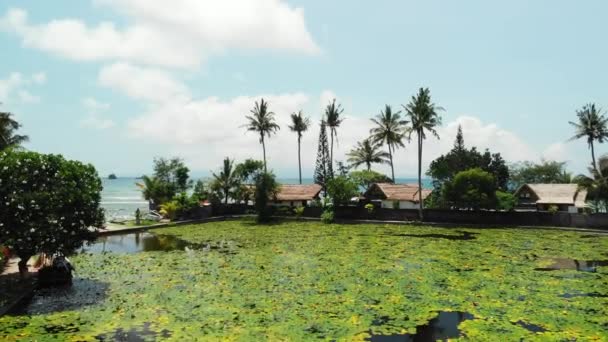 Impresionante video aéreo del lago y campo de Lotus en una isla tropical de Bali, Indonesia. Hermosa escena aérea de lotos . — Vídeo de stock