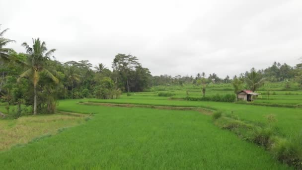 Fondo verde. Vídeo de drones voladores 4K del campo de arroz en la isla de Bali. Paisaje verde y amarillo. Granja de arroz, hierba, naturaleza . — Vídeos de Stock