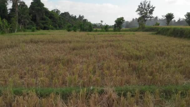 Yeşil arka plan. 4k pirinç alan dron video Bali Adası'nda uçan. Yeşil ve sarı manzara. Pirinç çiftlik, çim, doğa. — Stok video