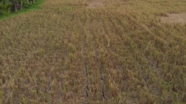 Yeşil arka plan. 4k pirinç alan dron video Bali Adası'nda uçan. Yeşil ve sarı manzara. Pirinç çiftlik, çim, doğa.