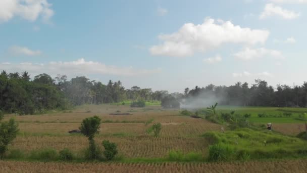 绿色背景 飞行无人机视频稻田在巴厘岛 绿色和黄色景观 — 图库视频影像