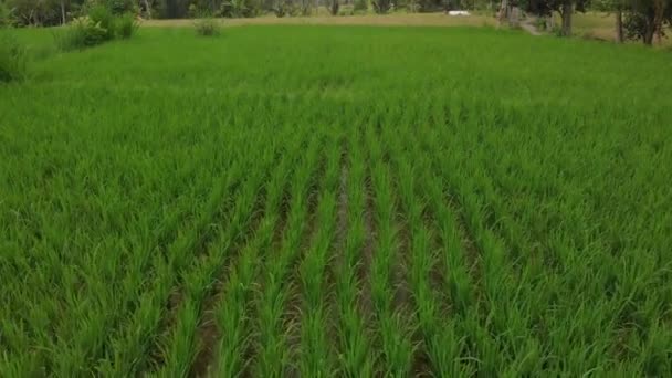 Fondo verde. Vídeo de drones voladores 4K del campo de arroz en la isla de Bali. Paisaje verde y amarillo. Granja de arroz, hierba, naturaleza . — Vídeos de Stock