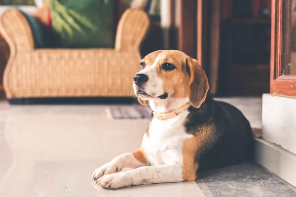 Porträtt av söt kvinnlig beaglehund. — Stockfoto