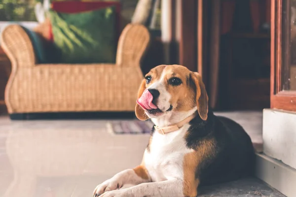 Porträtt av söt kvinnlig beaglehund. — Stockfoto
