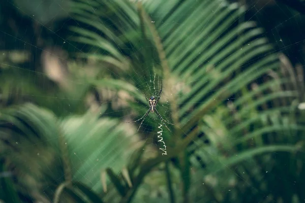 A palm spider and its web. Bali island. — Stock Photo, Image