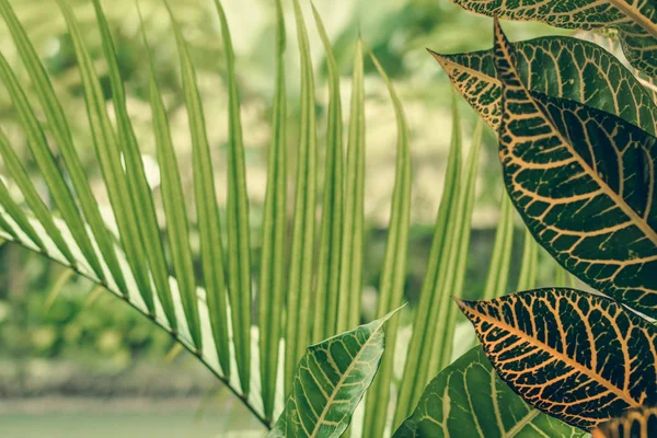 Tropisk palm blad, blommönster bakgrund, äkta foto. Ön Bali. — Stockfoto