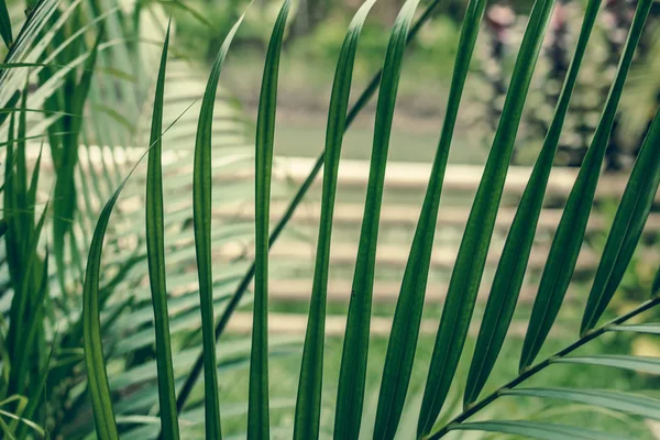 Tropisk palm blad, blommönster bakgrund, äkta foto. Ön Bali. — Stockfoto