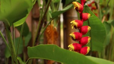 Tropikal bitki örtüsü arka planda lüks villa. Bali Adası.