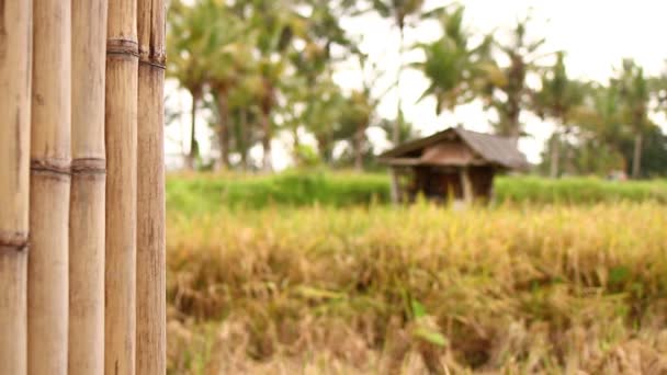 Cartel abierto en las manos de una mujer sobre un fondo de naturaleza tropical. Tiro en la isla de Bali, full HD . — Vídeo de stock