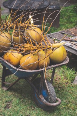 Genç taze organik hindistancevizi açık havada tam bir arabası. Bali Adası, Endonezya.