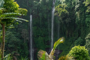 Sekumpul şelale Bali Adası, Endonezya'nın yeşil ormanlarında.