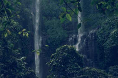 Sekumpul şelale Bali Adası, Endonezya'nın yeşil ormanlarında.