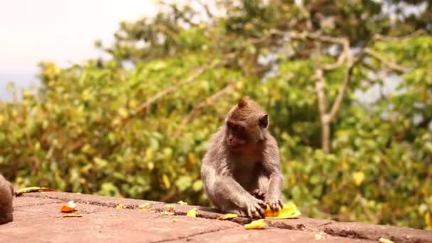 Singe drôle nettoie la banane dans une forêt tropicale de Bali île . — Video