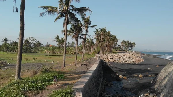 उष्णकटिबंधीय बाली द्वीप, इंडोनेशिया के पूर्व में काले रेत समुद्र तट का 4K हवाई दृश्य . — स्टॉक फ़ोटो, इमेज