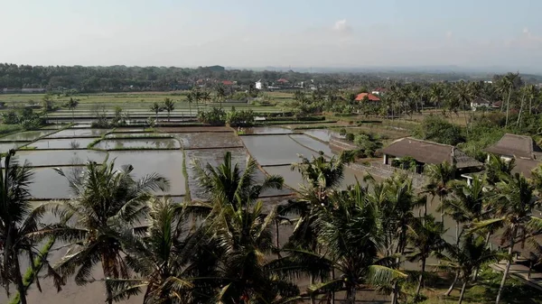 Vídeo del dron volador aéreo 4K del campo de arroz lleno de agua. Isla de Bali . — Foto de Stock