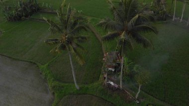4k Hava yağmur ormanları orman manzara video günbatımı zaman uçan. hiçbir düzenleme ile 4 k dron görüntüleri. Bali Adası.