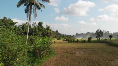 Yeşil arka plan. 4k pirinç alan dron video Bali Adası'nda uçan. Yeşil ve sarı manzara. Pirinç çiftlik, çim, doğa.