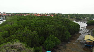 Endonezya 'daki Bali adasındaki mangrovların hava görüntüsü. Serangan Adası.