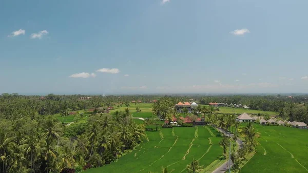Vídeo de vuelo aéreo 4K de fondo de hierba verde, palmeras y carretera con coches y scooters. Isla de Bali . —  Fotos de Stock