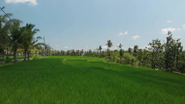 4 k 空中飛んで背景緑の芝生とヤシの木のビデオ。バリ島. — ストック写真