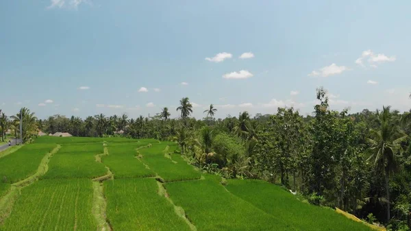 4k hava yeşil çim arka plan ve Hindistan cevizi avuç içi video uçan. Bali Adası. — Stok fotoğraf