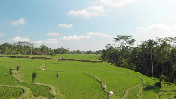 4k hava yeşil çim arka plan ve avuç içi video uçan. Bali Adası. — Stok fotoğraf
