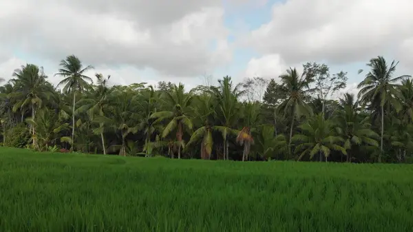 4k powietrzne latające wideo zielona trawa tło i palmy. Wyspa Bali. — Zdjęcie stockowe