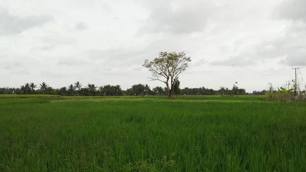 Foto aérea de un gran árbol en un campo de arroz. Isla tropical de Bali . — Foto de Stock