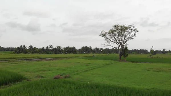 Luftaufnahme eines großen Baumes auf einem Reisfeld. tropische Insel Bali. — Stockfoto