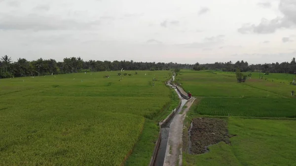 Imagens de drones aéreos 4K de uma grande árvore num campo de arroz. Ilha tropical de Bali . — Fotografia de Stock