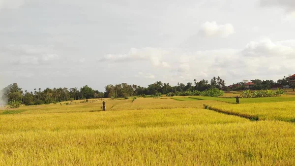 Drone aéreo foto de campo de arroz amarelo na ilha de Bali . — Fotografia de Stock