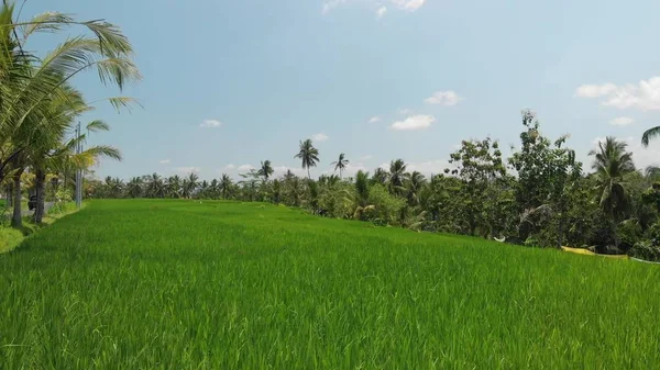 4k powietrzne latające wideo zielona trawa tło i palmy kokosowe. Wyspa Bali. — Zdjęcie stockowe