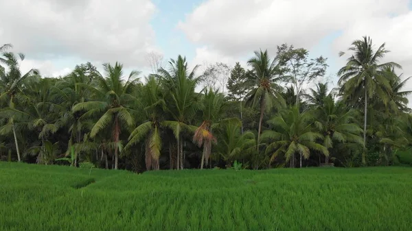 4k powietrzne latające wideo zielona trawa tło i palmy. Wyspa Bali. — Zdjęcie stockowe