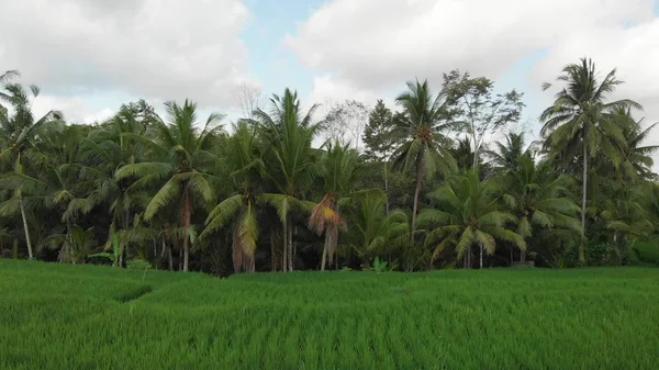 Vidéo de vol aérien 4K de fond d'herbe verte et les paumes. Bali île . — Photo