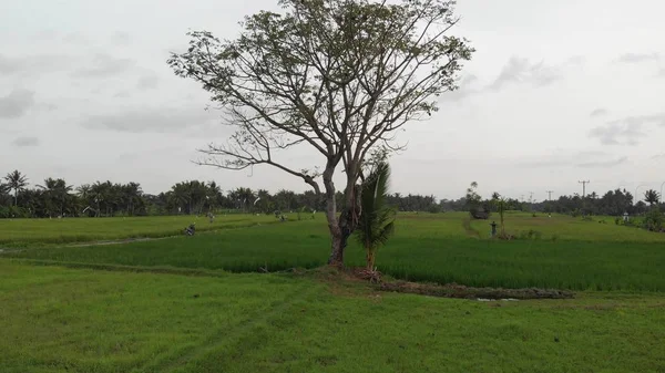 4 k drone légi felvételek egy nagy fa, a rizs mező. Bali trópusi sziget. — Stock Fotó