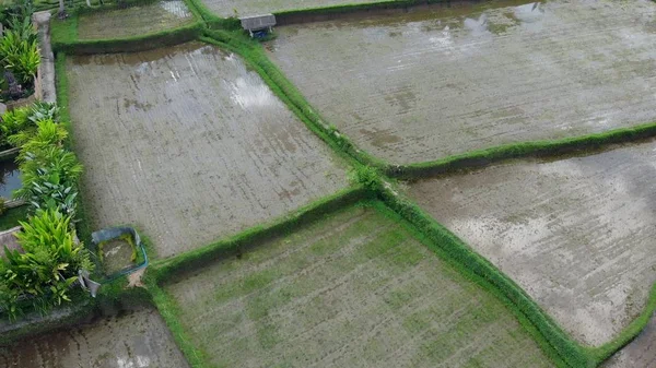 4К воздушных беспилотников с рисовыми полями с тропическими деревьями и кокосовыми пальмами. Бали, Убуд . — стоковое фото