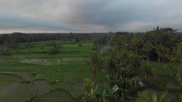 4k Hava yağmur ormanları orman manzara video günbatımı zaman uçan. hiçbir düzenleme ile 4 k dron görüntüleri. Bali Adası. — Stok fotoğraf