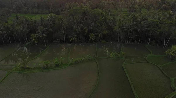 4K aerial flying video of rainforest jungle landscape at sunset time. 4K drone footage with no editing. Bali island. — Stock Photo, Image