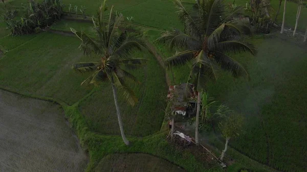 Vídeo de vuelo aéreo de 4K del paisaje de selva tropical al atardecer. Imágenes de drones 4K sin edición. Isla de Bali . —  Fotos de Stock