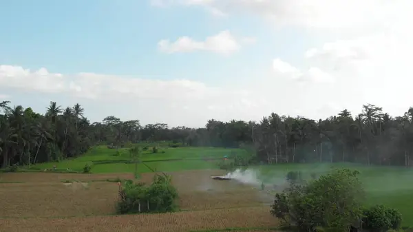 Fond vert. Vidéo de drone volant 4K de rizière sur l'île de Bali. Paysage vert et jaune. Ferme de riz, herbe, nature . — Photo