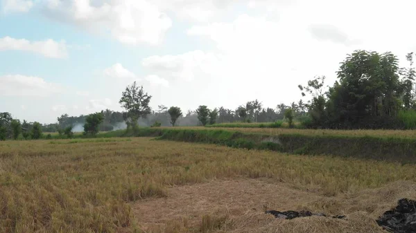 Fondo verde. Vídeo de drones voladores 4K del campo de arroz en la isla de Bali. Paisaje verde y amarillo. Granja de arroz, hierba, naturaleza . —  Fotos de Stock