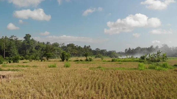 Fundo verde. 4K voando drone vídeo de campo de arroz na ilha de Bali. Paisagem verde e amarela Fazenda de arroz, grama, natureza . — Fotografia de Stock