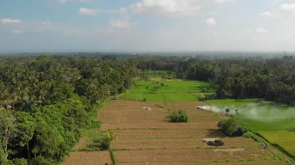 Fond vert. Vidéo de drone volant 4K de rizière sur l'île de Bali. Paysage vert et jaune. Ferme de riz, herbe, nature . — Photo